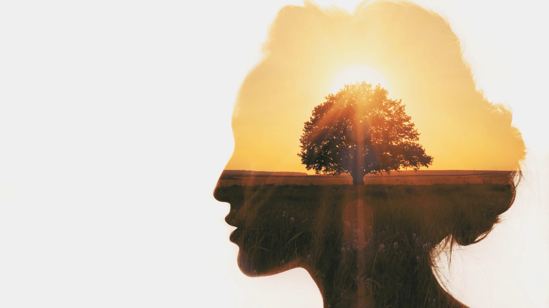 Illustration d’une silhouette et d’un arbre